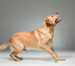 German Shepherd For Sale